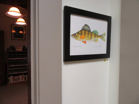 A framed illustration of a yellow perch fish hangs on a white wall; shelves and lights are visible in the background.