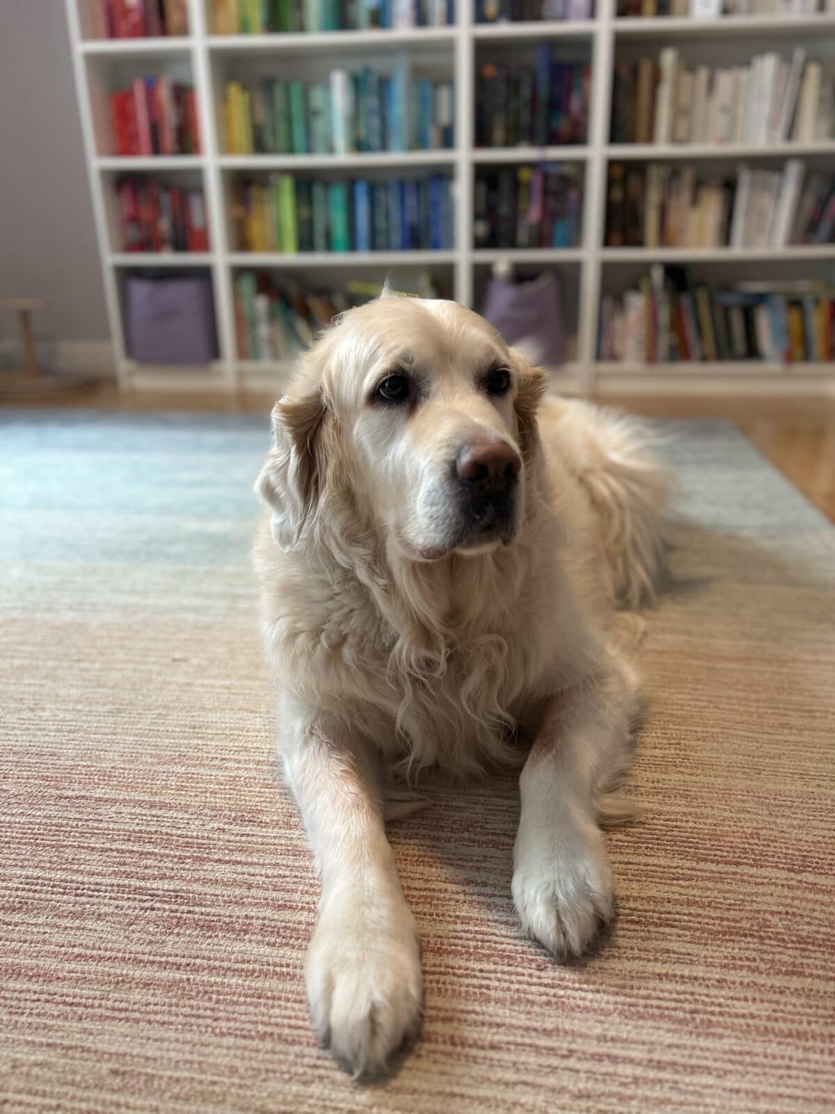 photo of Bo, a golden retriever